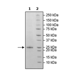 APRIL, His-Avi-Tag, Biotin-Labeled Recombinant – Figure 1 of 3