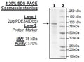 PDE3A (Dog), FLAG-Tag Recombinant – Figure 1 of 2