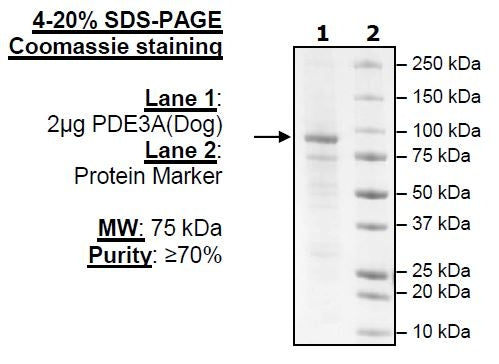 PDE3A (Dog), FLAG-Tag Recombinant – Figure 1 of 2