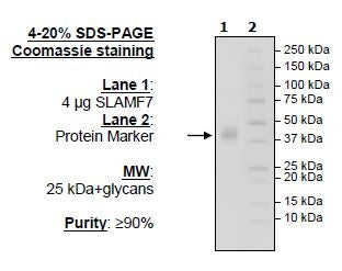 SLAMF7, Avi-His-Tag HiP™ Recombinant – Figure 1 of 1