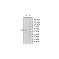 SLAMF7, Avi-His-Tag, Biotin-Labeled Recombinant – Figure 1 of 2