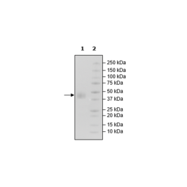 SLAMF7, Avi-His-Tag, Biotin-Labeled Recombinant – Figure 1 of 2