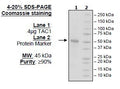TACI, Fc-Fusion (IgG1), Avi-Tag Recombinant – Figure 1 of 1