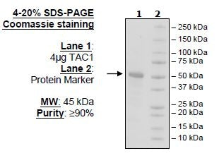 TACI, Fc-Fusion (IgG1), Avi-Tag Recombinant – Figure 1 of 1