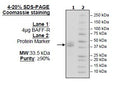BAFF-R, Fc-fusion (IgG1), Avi-Tag Recombinant – Figure 1 of 1