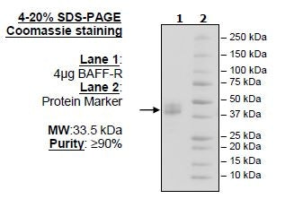 BAFF-R, Fc-fusion (IgG1), Avi-Tag Recombinant – Figure 1 of 1