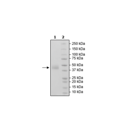 BAFF-R, Fc-fusion (IgG1), Avi-Tag, Biotin-labeled Recombinant – Figure 1 of 2