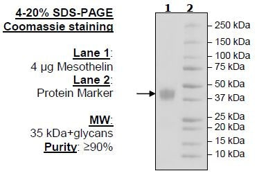 Mesothelin, Avi-His-Tag, HiP™ Recombinant – Figure 1 of 2