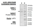 CUL2, FLAG-Tag Recombinant – Figure 1 of 1