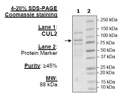 CUL2, FLAG-Tag Recombinant – Figure 1 of 1
