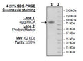 MICA, Fc fusion, Avi-Tag Recombinant – Figure 1 of 1