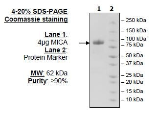 MICA, Fc fusion, Avi-Tag Recombinant – Figure 1 of 1