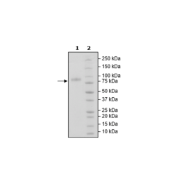 MICA, Fc fusion, Avi-Tag, Biotin-labeled Recombinant – Figure 1 of 1