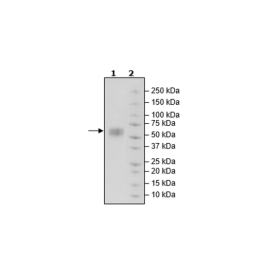 NKG2D, Avi-Tag, Fc fusion, Biotin-labeled Recombinant – Figure 1 of 1