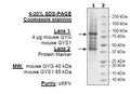 GYG/GYS1 (Mouse) Complex Recombinant – Figure 1 of 1