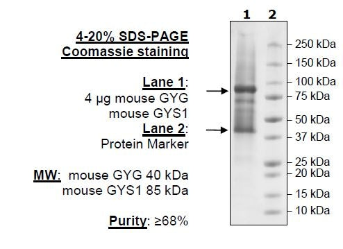 GYG/GYS1 (Mouse) Complex Recombinant – Figure 1 of 1