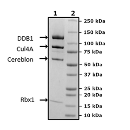 Cereblon/DDB1/Cul4A/Rbx1 Complex Recombinant – Figure 1 of 2