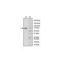 LILRB2, Avi-His-Tag, Biotin-labeled Recombinant – Figure 1 of 1
