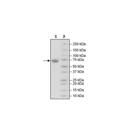 LILRB2, Avi-His-Tag, Biotin-labeled Recombinant – Figure 1 of 1