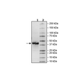LILRB4, Avi-His-Tag, Biotin-Labeled HiP™ Recombinant – Figure 1 of 2