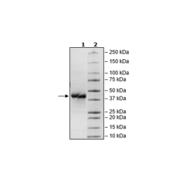 LILRB4, Avi-His-Tag, Biotin-Labeled HiP™ Recombinant – Figure 1 of 2