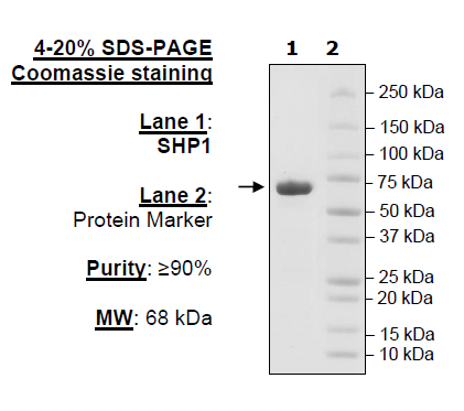 SHP1, His-Tag (2-595) Recombinant – Figure 1 of 2
