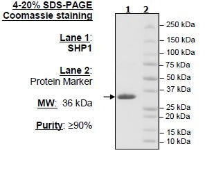 SHP-1 (Catalytic Domain), His-Tag (221-523) Recombinant – Figure 1 of 2