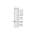 Glutathione S-Transferase (GST) Fusion Protein Recombinant – Figure 1 of 1