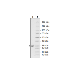 Glutathione S-Transferase (GST) Fusion Protein Recombinant – Figure 1 of 1