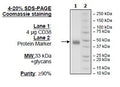 CD38, Avi-His-Tag Recombinant – Figure 1 of 1