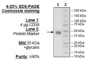 CD38, Avi-His-Tag Recombinant – Figure 1 of 1