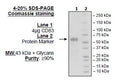 CD83, Fc-fusion (IgG1), Avi-Tag Recombinant – Figure 1 of 1