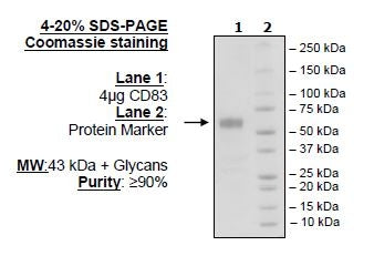 CD83, Fc-fusion (IgG1), Avi-Tag Recombinant – Figure 1 of 1
