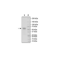 CD83, Fc-fusion (IgG1), Avi-Tag, Biotin labeled Recombinant – Figure 1 of 1