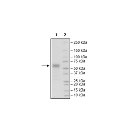 CD83, Fc-fusion (IgG1), Avi-Tag, Biotin labeled Recombinant – Figure 1 of 1