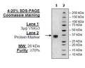 VSIG3, Avi-His-Tag Recombinant – Figure 1 of 1