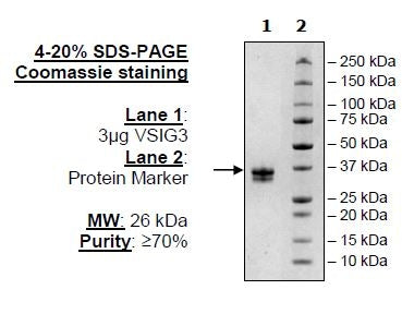 VSIG3, Avi-His-Tag Recombinant – Figure 1 of 1