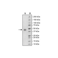 CD38, Avi-His-Tag, Biotin-Labeled HiP™ Recombinant – Figure 1 of 3
