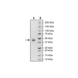 CD38, Avi-His-Tag, Biotin-Labeled HiP™ Recombinant – Figure 1 of 3