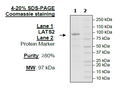 LATS2, GST-Tag Recombinant – Figure 1 of 1