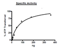 FGFR2, DEL (429-430), His-Tag (Dephosphorylated) Recombinant – Figure 1 of 2