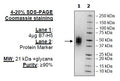 B7-H5, Avi-His-Tag Recombinant – Figure 1 of 1