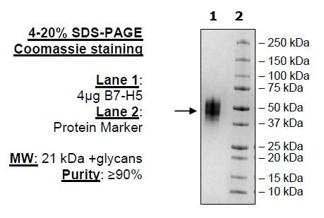 B7-H5, Avi-His-Tag Recombinant – Figure 1 of 1