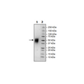 B7-H5, Avi-His-Tag, Biotin Labeled, HiP™ Recombinant – Figure 1 of 2