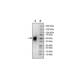 B7-H5, Avi-His-Tag, Biotin Labeled, HiP™ Recombinant – Figure 1 of 2
