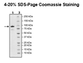 MALT1, FLAG-Tag Recombinant – Figure 1 of 4