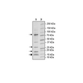 VHL/CUL2/ELOB/ELOC/RBX1 Complex Recombinant – Figure 1 of 3