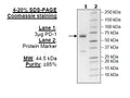 PD-1, Fc fusion, Avi-Tag Recombinant – Figure 1 of 1