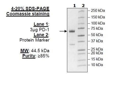 PD-1, Fc fusion, Avi-Tag Recombinant – Figure 1 of 1