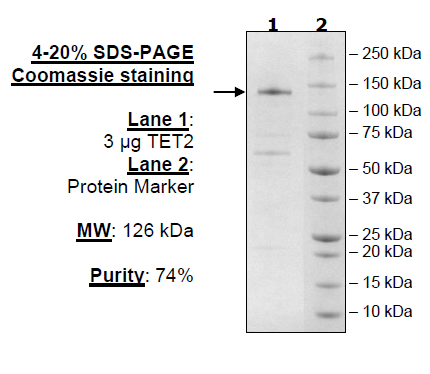 TET2, FLAG-Tag, His-Tag (916-2002) Recombinant – Figure 1 of 1
